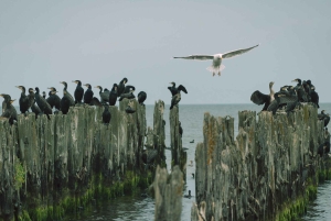 Kemeri nasjonalpark og Baltic Seaside Tour Bog Boardwalk