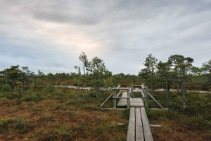Kemeri nasjonalpark og Baltic Seaside Tour Bog Boardwalk