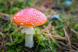 Kemeri nasjonalpark og Baltic Seaside Tour Bog Boardwalk