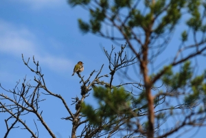 Kemeri nasjonalpark og Baltic Seaside Tour Bog Boardwalk