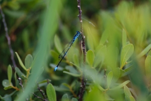 Kemeri nasjonalpark og Baltic Seaside Tour Bog Boardwalk
