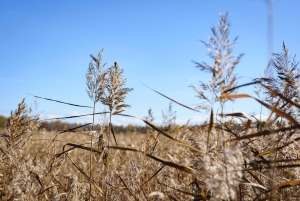 Kemeri nasjonalpark og Baltic Seaside Tour Bog Boardwalk