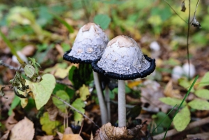 Kemeri nasjonalpark og Baltic Seaside Tour Bog Boardwalk