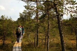Vanuit Riga: Kemeri National Park, Baltische kust & veen
