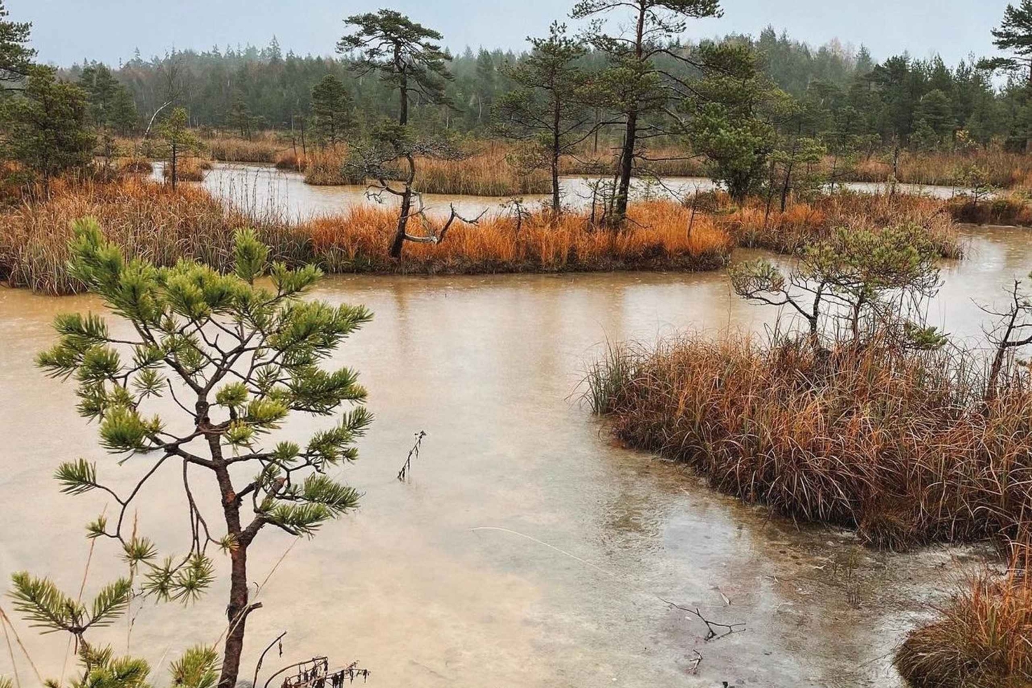 Guidad tur till nationalparken Kemeri