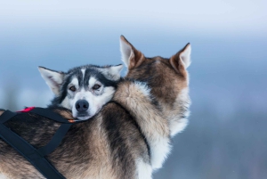 Levi: 7-kilometrowa wyprawa na saniach husky z własnym napędem