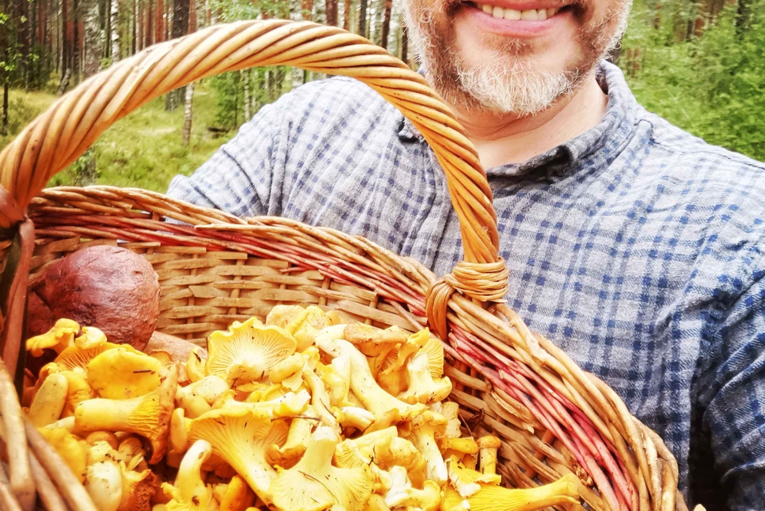 Cueillette de champignons dans les forêts près de Riga