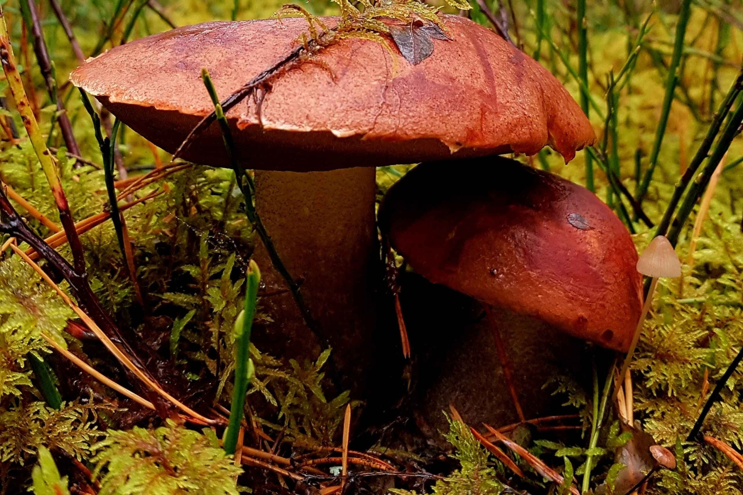 Cueillette de champignons dans les forêts près de Riga