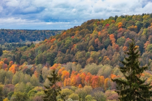 Mushroom picking in the forests near Riga