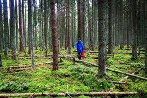 Svampeplukning i skovene nær Riga