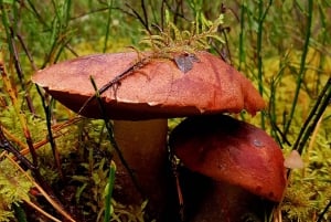Raccolta di funghi nei boschi vicino a Riga