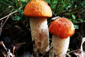 Colheita de cogumelos nas florestas perto de Riga