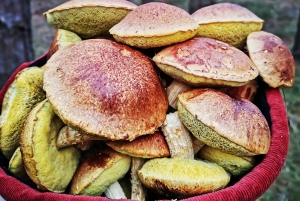 Cueillette de champignons dans les forêts près de Riga