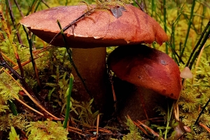 Cueillette de champignons dans les forêts près de Riga
