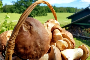 Cueillette de champignons dans les forêts près de Riga