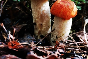 Cueillette de champignons dans les forêts près de Riga