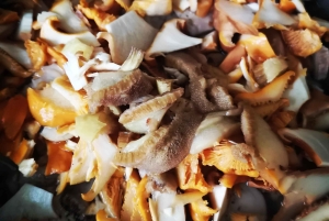 Cueillette de champignons dans les forêts près de Riga