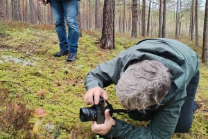 Cueillette de champignons dans les forêts près de Riga