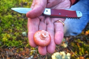 Cueillette de champignons dans les forêts près de Riga