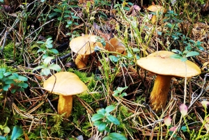 Cueillette de champignons dans les forêts près de Riga