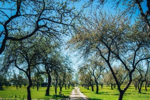 Pokaini kiviröykkiöt, Dobelen linna, lapsiparkki