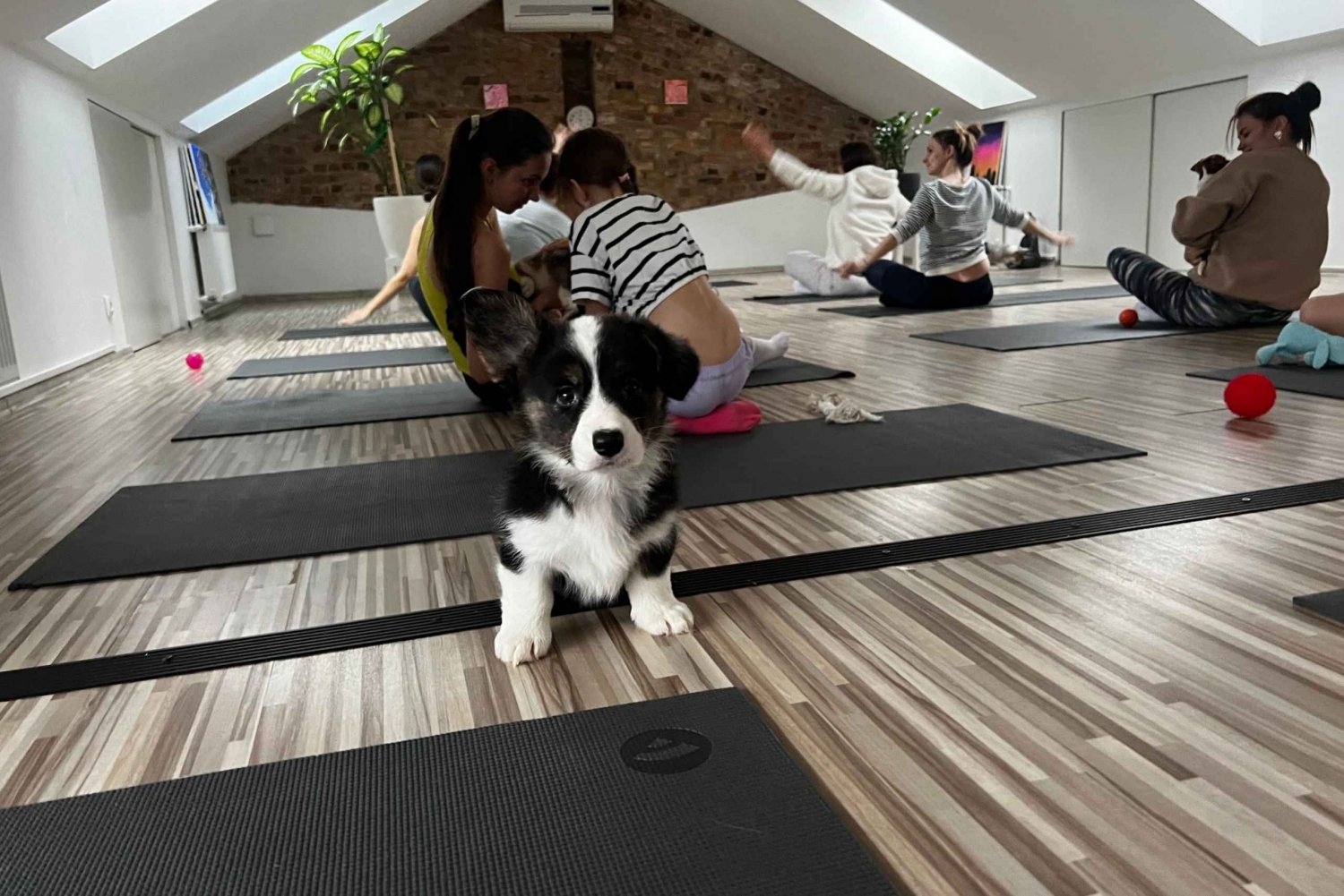 Yoga para cachorros en Riga