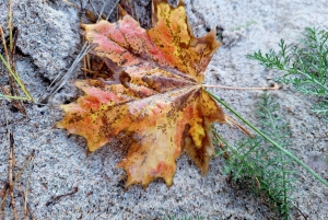 RIGA : Profitez du musée ethnographique en plein air de Lettonie