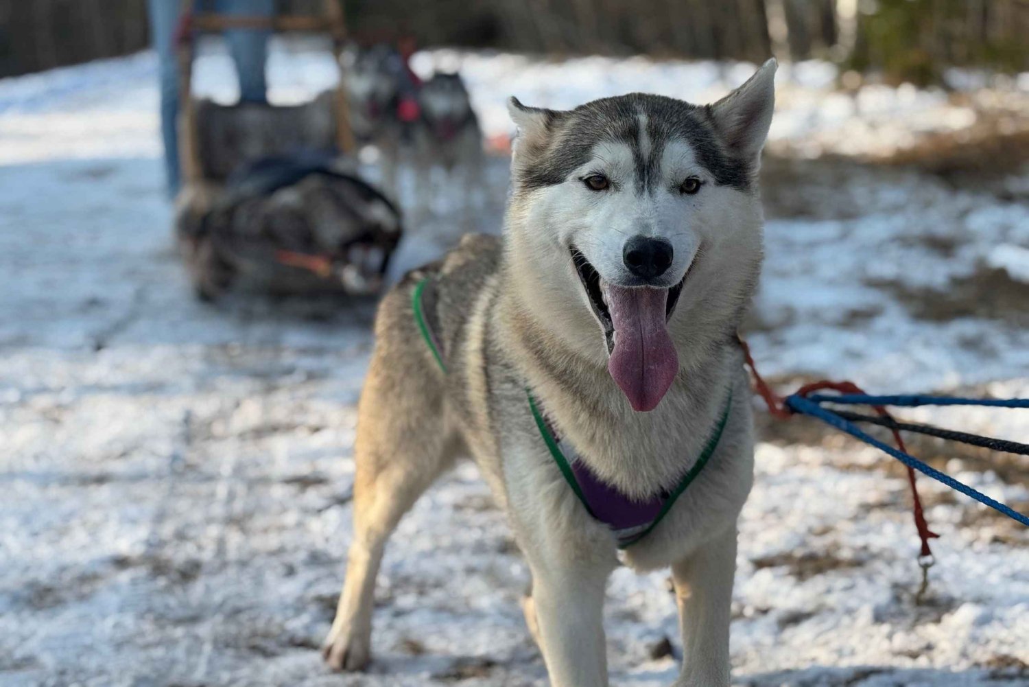 Riga: Huskyhundekjøring og tur på bobbanen