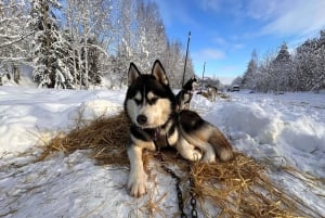 Ryga: Psie zaprzęgi husky i przejażdżka torem bobslejowym
