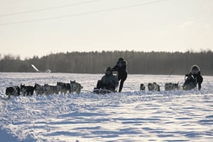 Riga: Husky Dog Sledding Experience