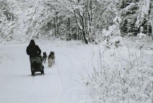 Riga: Husky Dog Sledding Experience