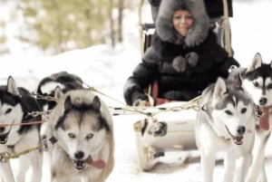 Riga: Husky Dog Sledding Experience