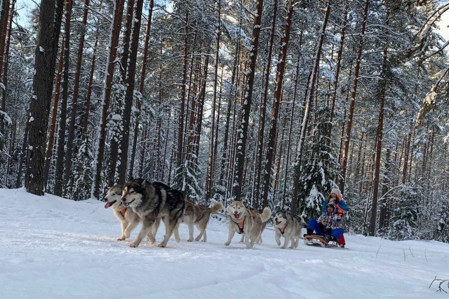 Dog-Sledding-in-the-Snowy-Wilderness