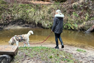 Riga: Huskywandeling in het natuurpad