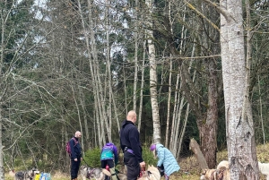 Riga: Huskywandeling in het natuurpad