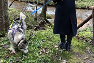 Riga: Huskywandeling in het natuurpad