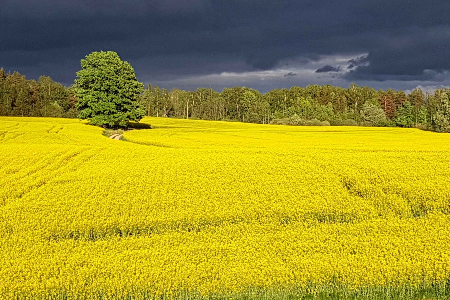 Riga: Nearby Manors and Castles Tour