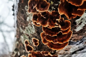 Riga or Jurmala: Kurzeme Nature Hiking Trail Day Trip