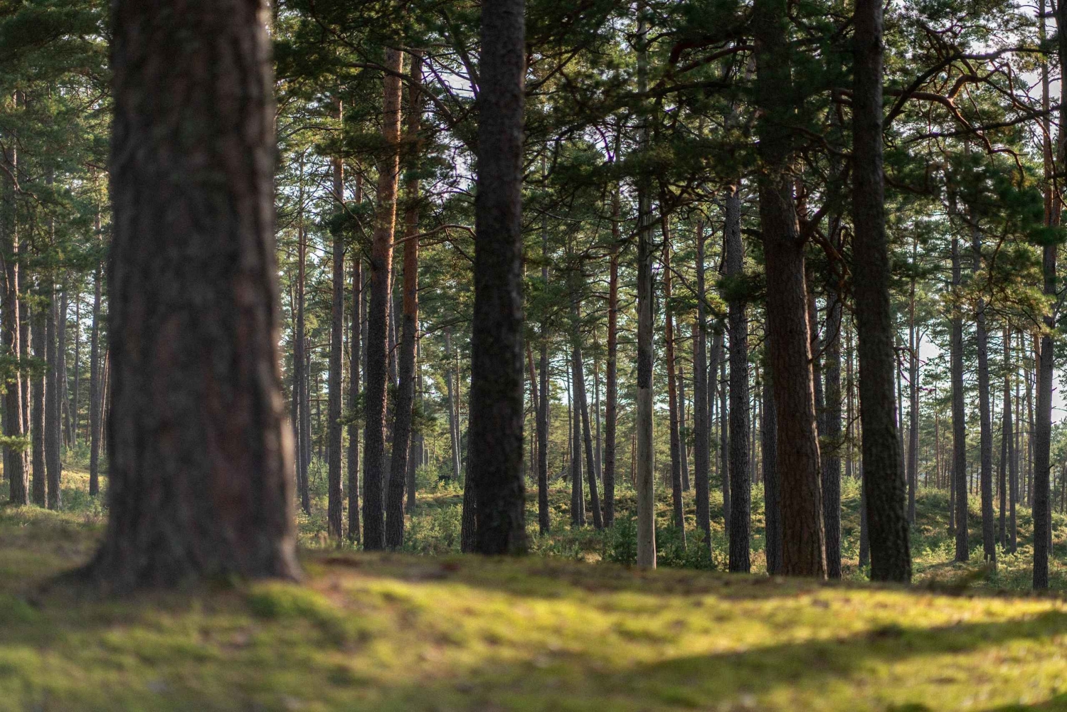 Riika: Kävely merenrantaluonnonpuistossa valokuvaajan kanssa