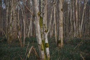 Sigulda: kävely valokuvaajan kanssa Gaujan kansallispuistossa