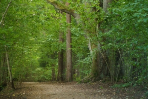Sigulda: Caminha no Parque Nacional de Gauja com um fotógrafo