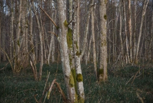 Sigulda: Caminha no Parque Nacional de Gauja com um fotógrafo