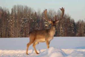 Turaida Reserve & Deer Safari on Latvia Winter Tour