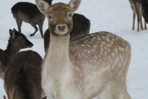 Turaida Reserve & Deer Safari on Latvia Winter Tour