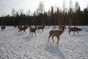 Turaida-reservatet och hjortsafari på Lettlands vinterresa