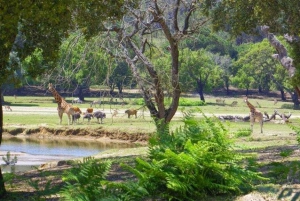 Badoca Safari Park Full-Day Tour from Lisbon