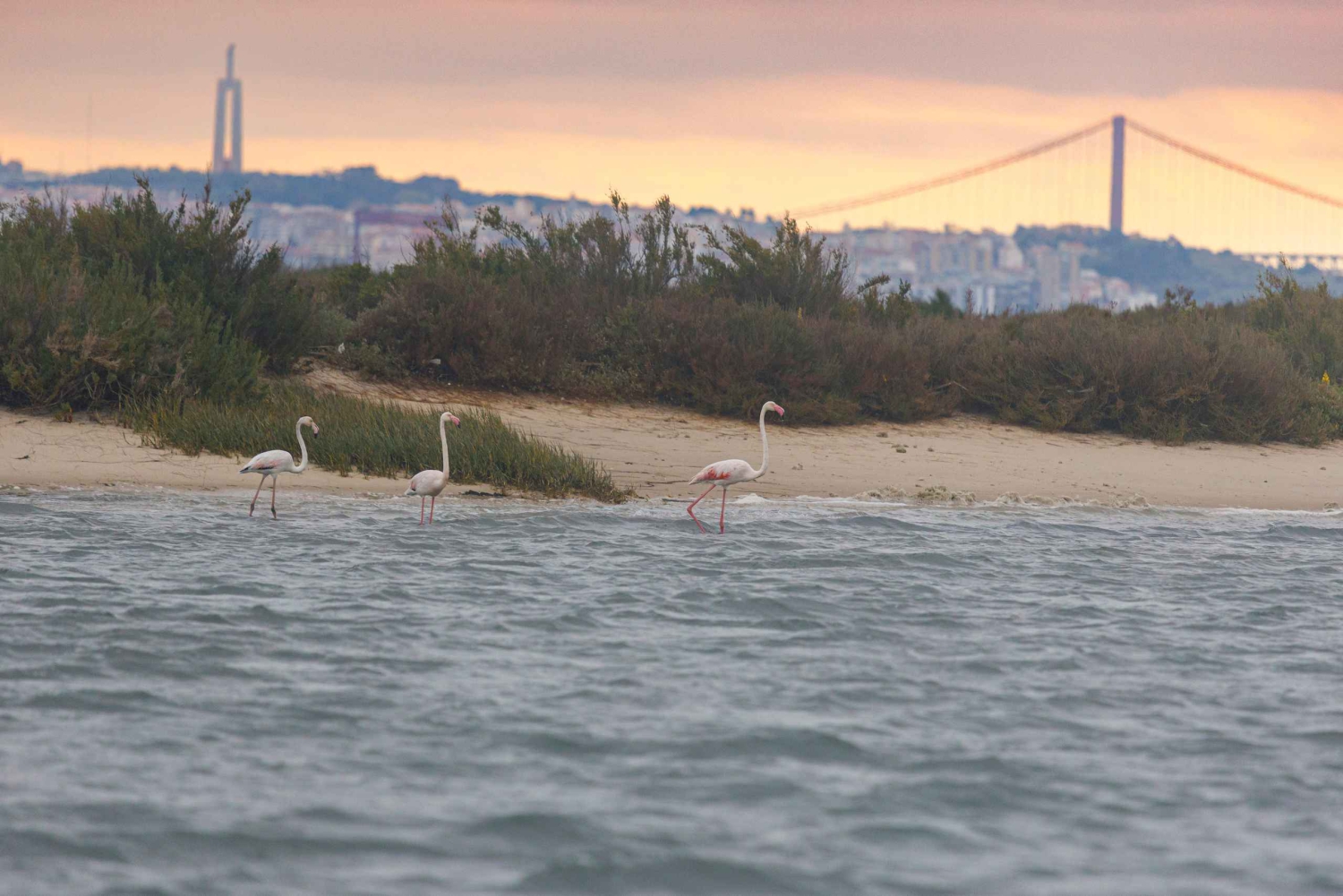 Birdwatching Boat Tour in the Tagus Estuary