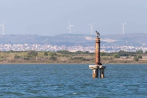 Båttur för fågelskådning i Tagus flodmynning