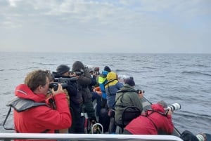 Båttur för fågelskådning i Tagus flodmynning