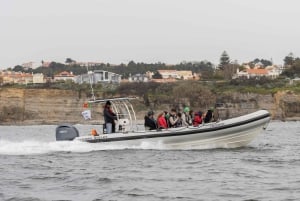 Birdwatching Boat Tour in the Tagus Estuary